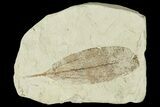 Miocene Fossil Leaf - Augsburg, Germany #139273-1